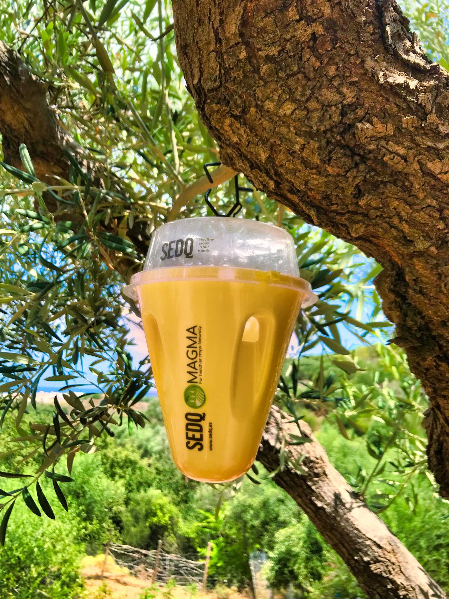 Flypack Dacus (παγίδα Δάκου) - Image 2